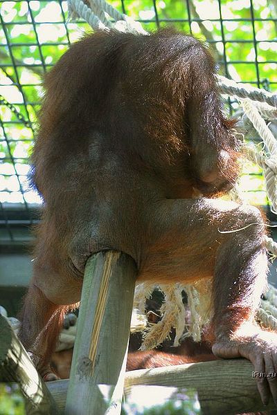 Файл:Aids-monkeywut.jpg