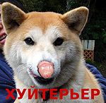 Хуйтерьер