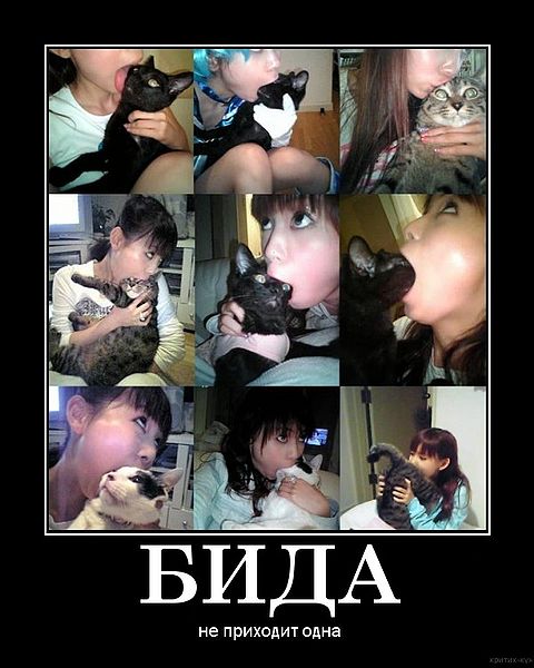 Файл:Bida.jpg